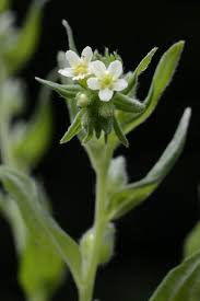 Attēlu rezultāti vaicājumam “Lithospermum officinale”