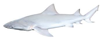 Image result for Nasolamia velox