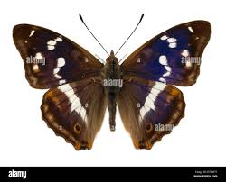 Attēlu rezultāti vaicājumam “Apatura iris underside”