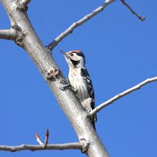 Attēlu rezultāti vaicājumam “Dendrocopos minor male”