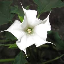 Image result for Datura stramonium