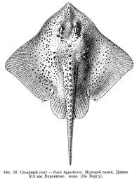 Image result for Amblyraja hyperborea