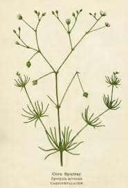 Attēlu rezultāti vaicājumam “Spergula arvensis”