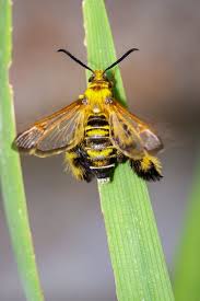 Attēlu rezultāti vaicājumam “Sesia apiformis”