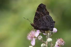 Attēlu rezultāti vaicājumam “Inachis io upperside”