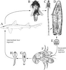 Image result for Mustelus antarcticus