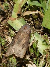 Attēlu rezultāti vaicājumam “Charissa ambiguata”