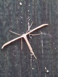 Attēlu rezultāti vaicājumam “Diachrysia tutti”