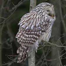 Attēlu rezultāti vaicājumam “Strix uralensis adult”