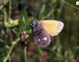 Attēlu rezultāti vaicājumam “Coenonympha glycerion underside”