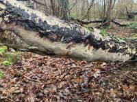 Attēlu rezultāti vaicājumam “Phellinus laevigatus”