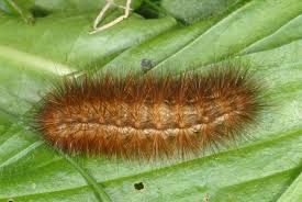 Attēlu rezultāti vaicājumam “Spilosoma lutea imago”