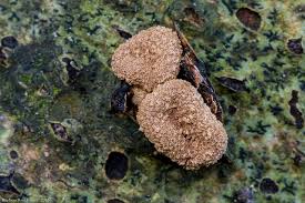 Attēlu rezultāti vaicājumam “Encoelia furfuracea”