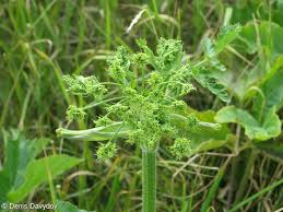 Attēlu rezultāti vaicājumam “Heracleum sphondylium subsp. sibiricum fruit”