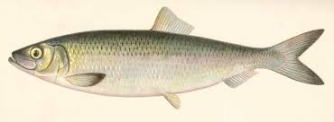 Image result for Clupea harengus