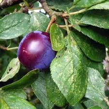 Attēlu rezultāti vaicājumam “Prunus domestica subsp. domestica leaf”