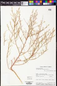 Attēlu rezultāti vaicājumam “Corispermum hyssopifolium”