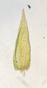 Attēlu rezultāti vaicājumam “Pylaisia polyantha”