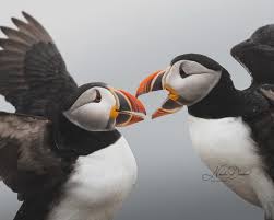 Image result for Fratercula arctica