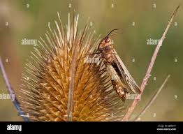 Attēlu rezultāti vaicājumam “Entomophaga grylli”