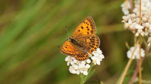 Attēlu rezultāti vaicājumam “Lycaena virgaureae”