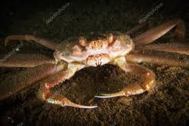 Image result for Chionoecetes opilio