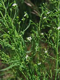 Attēlu rezultāti vaicājumam “Thesium ebracteatum leaf”