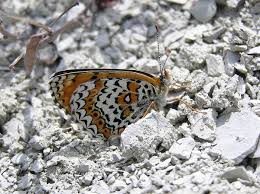 Attēlu rezultāti vaicājumam “Melitaea cinxia”