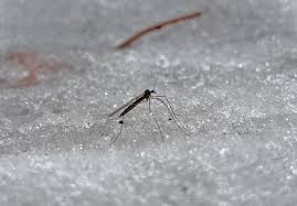 Attēlu rezultāti vaicājumam “Trichocera”