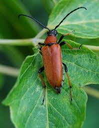 Attēlu rezultāti vaicājumam “Leptura rubra”