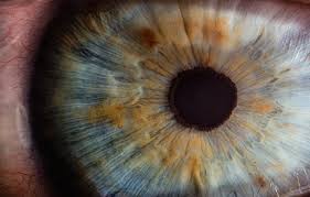 Image result for Iris