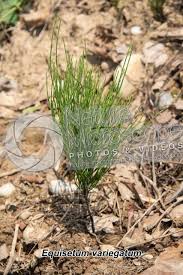 Attēlu rezultāti vaicājumam “Equisetum variegatum”