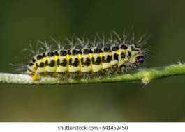 Attēlu rezultāti vaicājumam “Zygaena lonicerae”