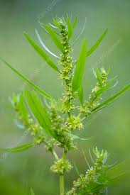 Attēlu rezultāti vaicājumam “Rumex maritimus leaf”