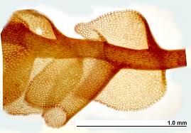 Attēlu rezultāti vaicājumam “Gymnocolea inflata”