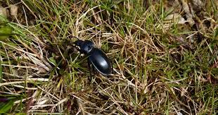 Attēlu rezultāti vaicājumam “Carabus glabratus”