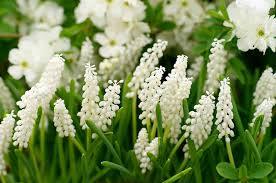 Attēlu rezultāti vaicājumam “Muscari botryoides”