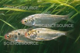 Image result for Dorosoma cepedianum