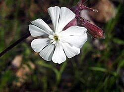 Attēlu rezultāti vaicājumam “Silene latifolia subsp. alba”