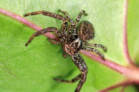 Attēlu rezultāti vaicājumam “Xysticus bifasciatus”