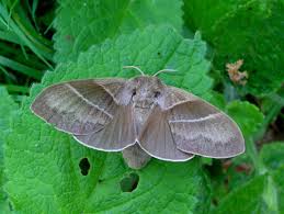 Attēlu rezultāti vaicājumam “Macrothylacia rubi”