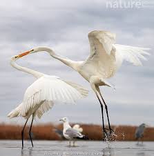 Attēlu rezultāti vaicājumam “Egretta alba”