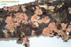 Attēlu rezultāti vaicājumam “Steccherinum fimbriatum”