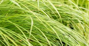 Attēlu rezultāti vaicājumam “Carex montana”