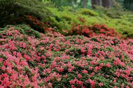 Attēlu rezultāti vaicājumam “rhododendron”