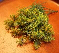 Image result for Dill