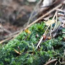 Attēlu rezultāti vaicājumam “Buxbaumia aphylla”