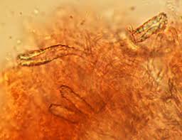 Attēlu rezultāti vaicājumam “Junghuhnia nitida”