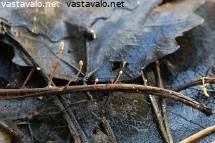 Attēlu rezultāti vaicājumam “Heyderia pusilla”