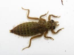 Attēlu rezultāti vaicājumam “Gomphidae”